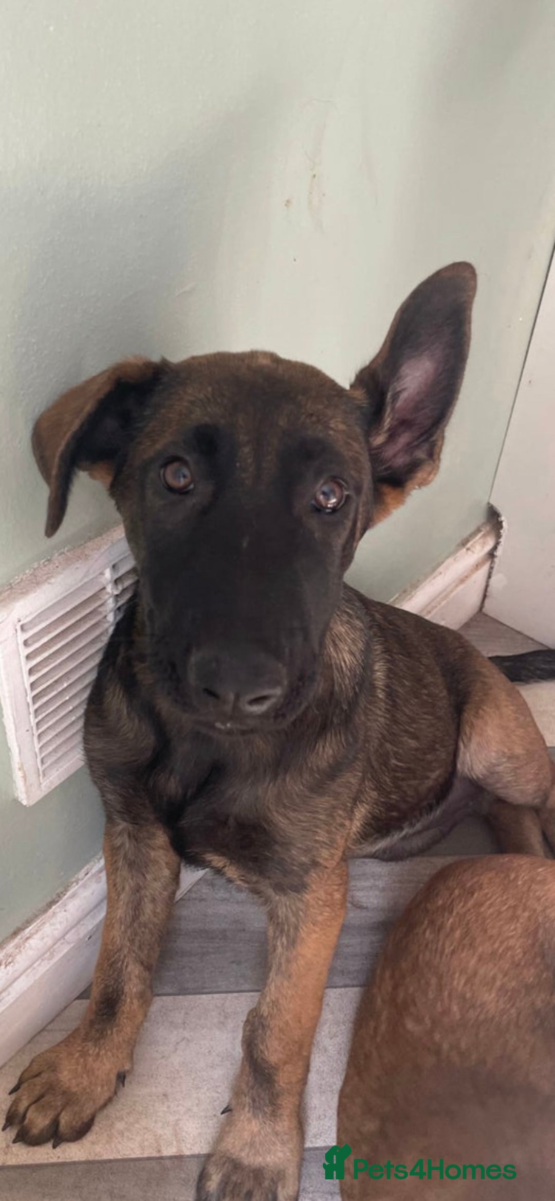 Mixed Breed dogs for sale: Belgian malinois X German shepherd  - Image 2