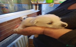 West Highland Terrier dogs for sale: BEAUTIFUL KC reg WESTIE PUPPIES - Image 3