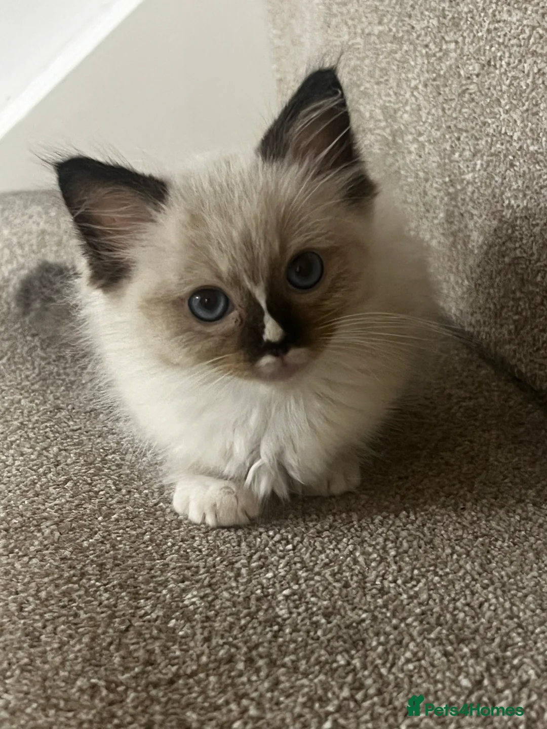 Ragdoll cats for sale: fluffy, male ragdoll kitten - Advert 9