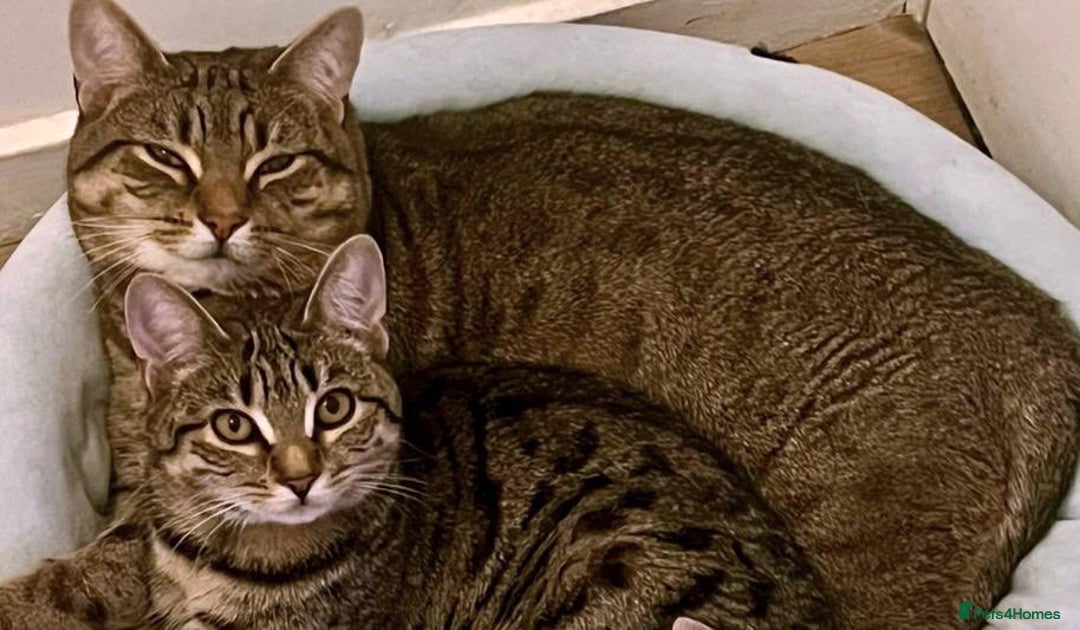 Bengal cats for sale: Gorgeous bengal boy for sale READY NOW!!! - Image 7