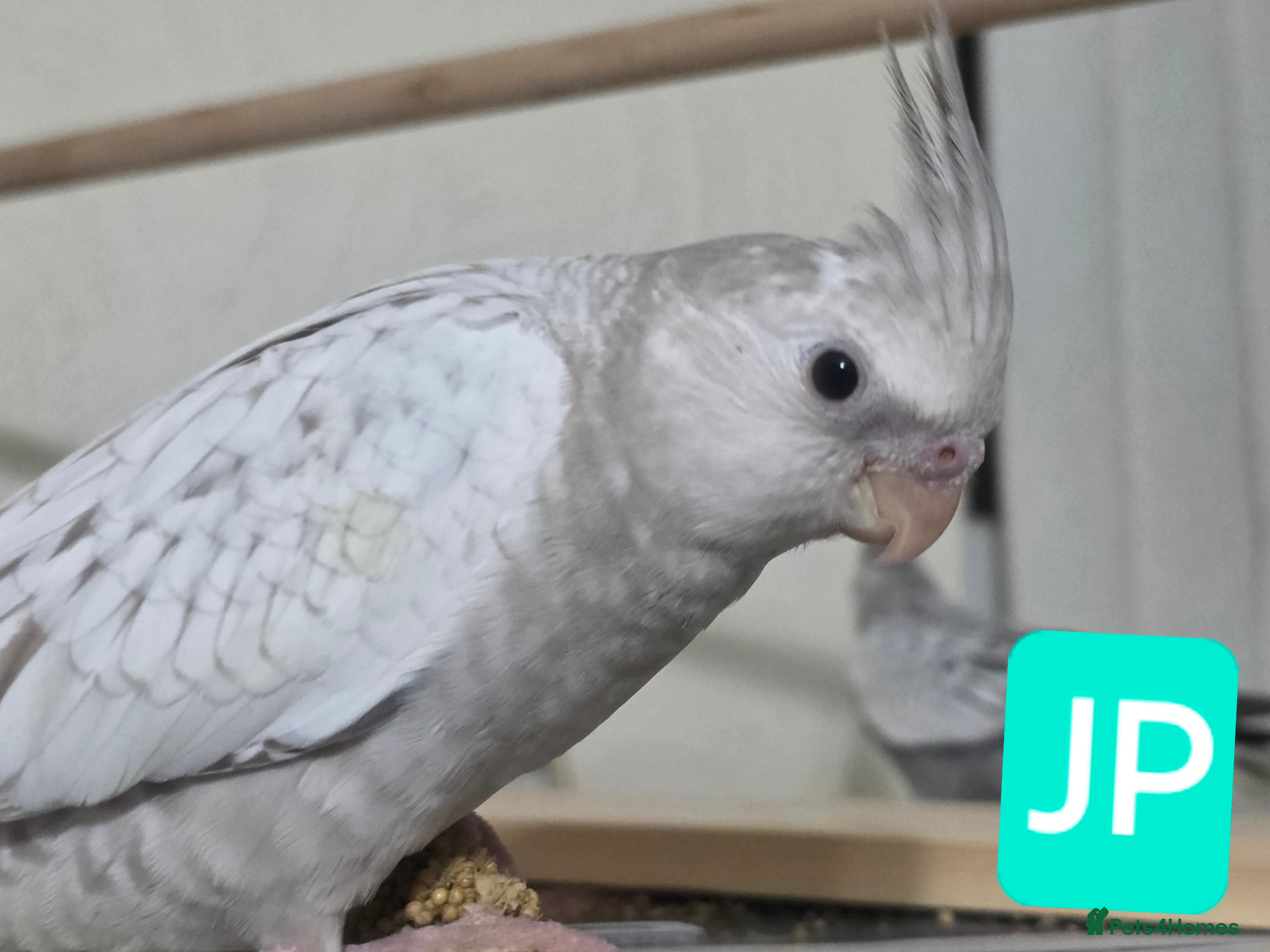 Cockatiels birds Baby cockatiels mixed  - Advert 7