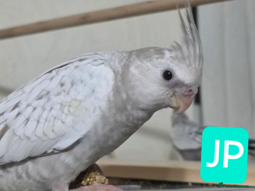 Cockatiels birds for sale: Baby cockatiels mixed  - Advert 1