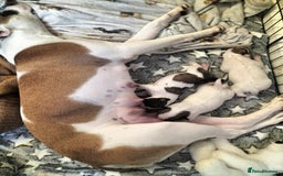 Mixed Breed dogs for sale: Cute litter of puppies  - Image 1