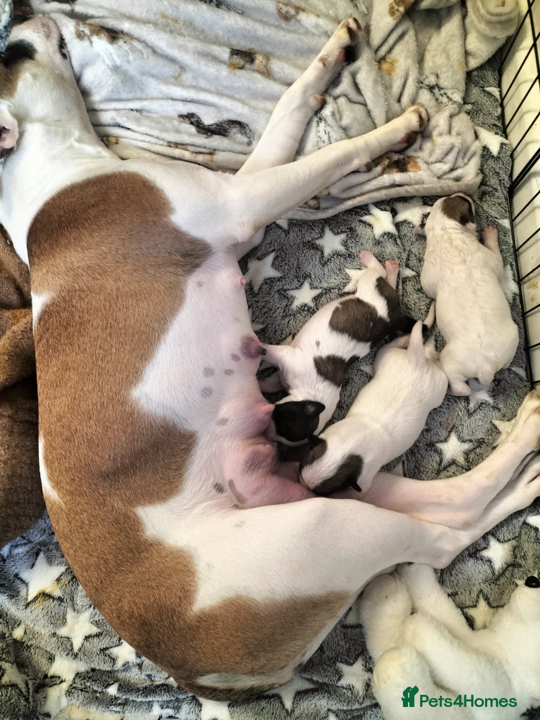 Mixed Breed dogs for sale: Cute litter of puppies  - Image 1
