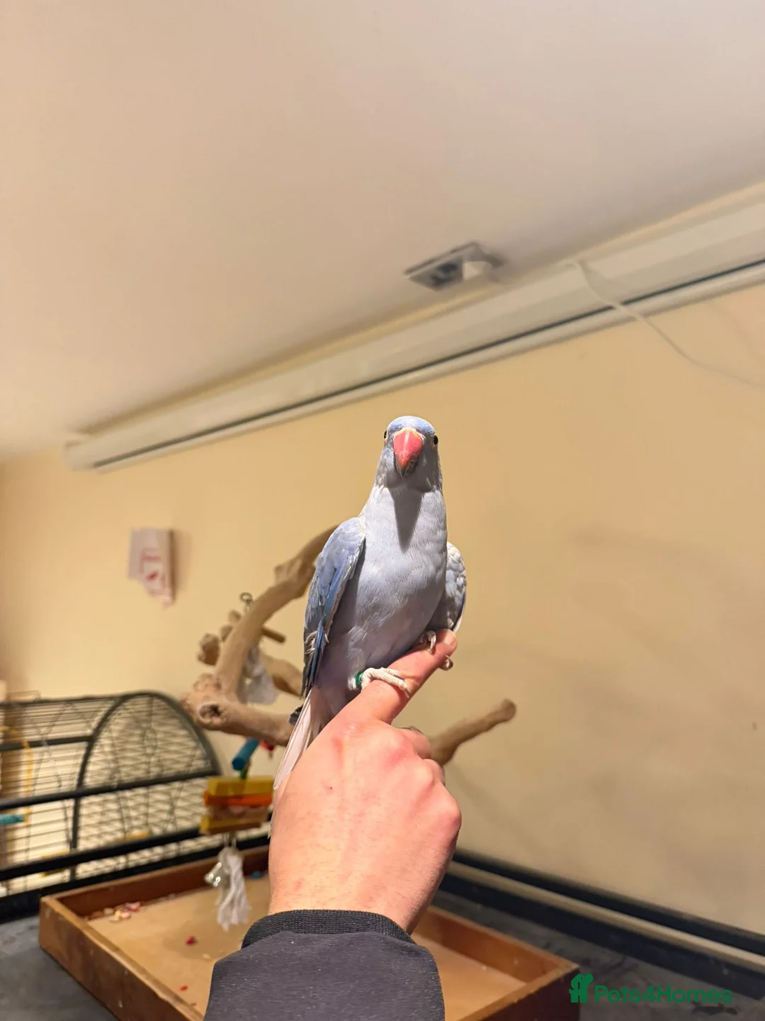 Budgerigars birds for sale: Violet Baby Ringneck! - Advert 7