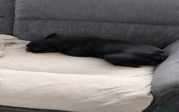 French Bulldog dogs for sale: Winnie the French Bulldog - Advert 3