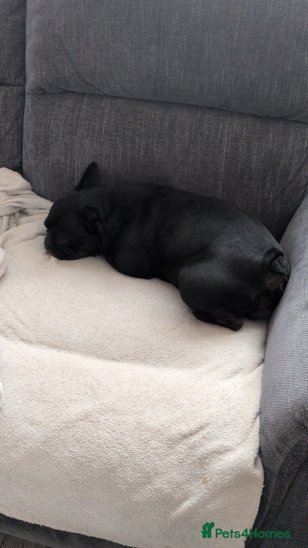 French Bulldog dogs for sale: Winnie the French Bulldog - Advert 3