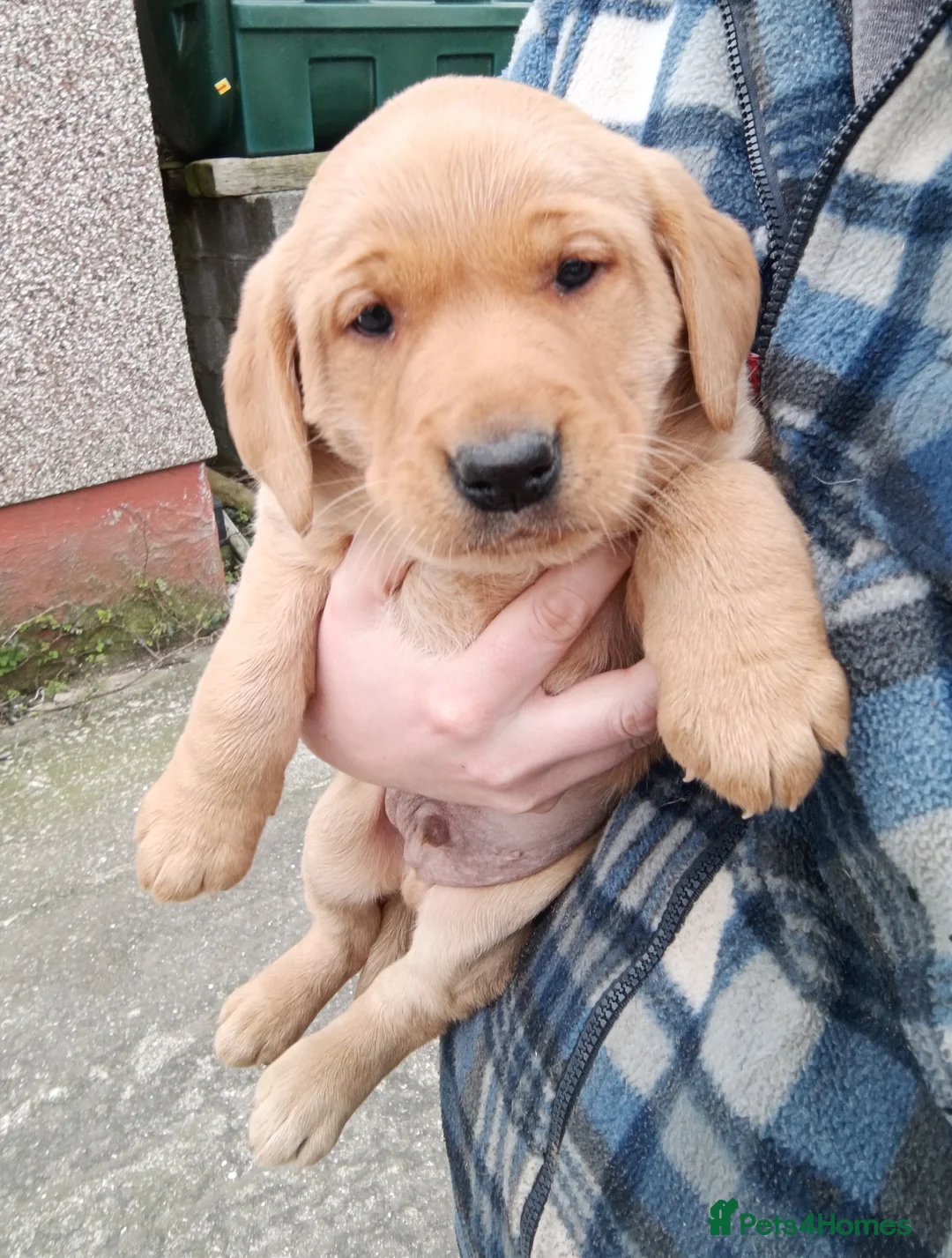 Labrador Retriever dogs for sale: Gorgoeus chunky pups in Holyhead - Advert 2