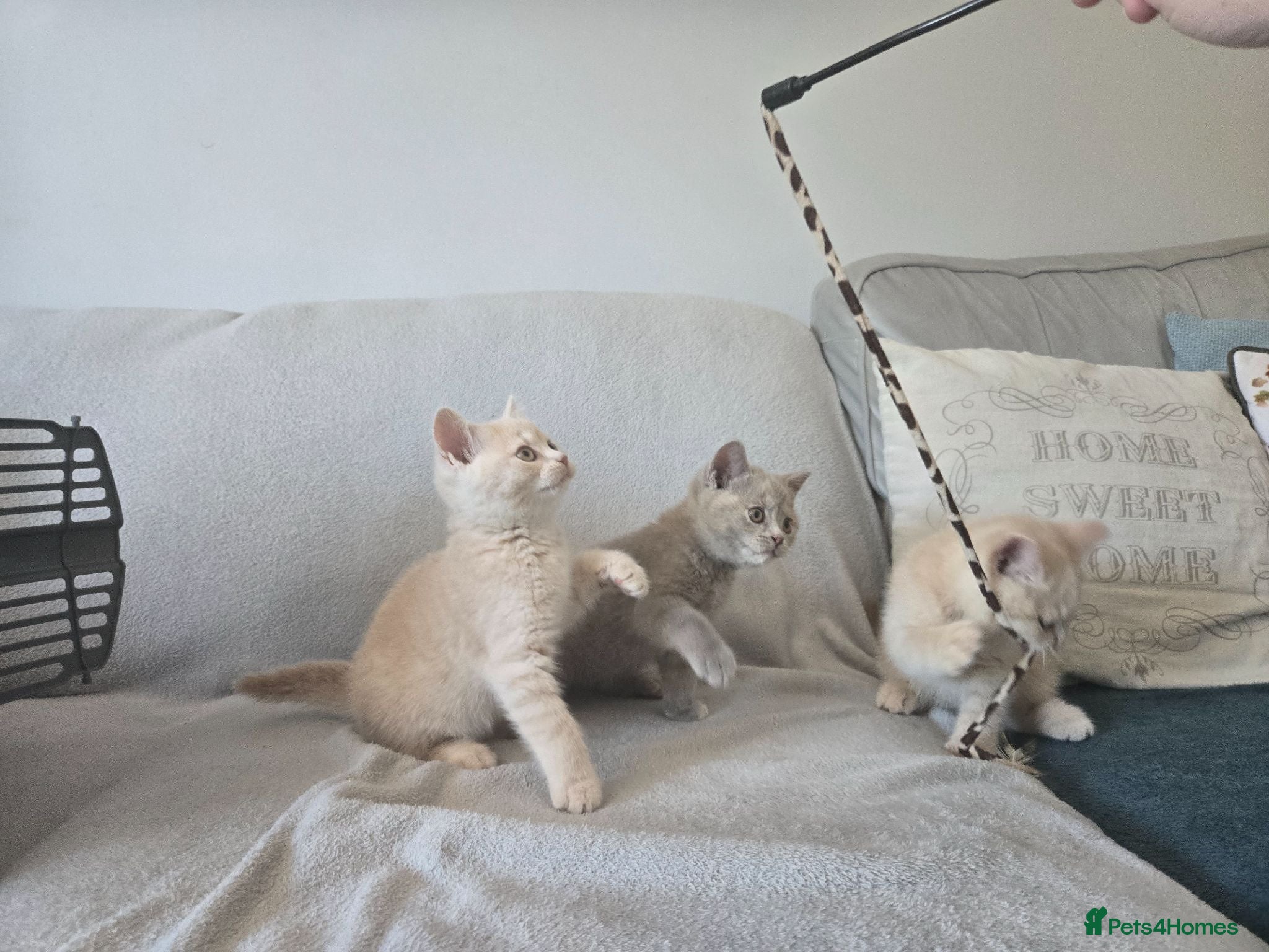 British Shorthair cats for sale: Just 1 stunning baby left - Advert 3