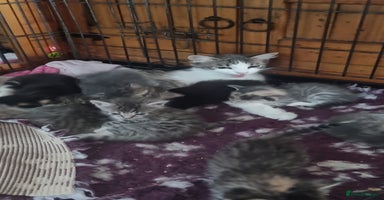 Maine Coon cats - Advert 13