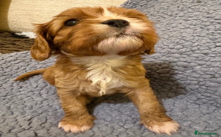 Cavalier King Charles Spaniel dogs Health Tested, beautiful KC Cavalier Puppies.  - Advert 2