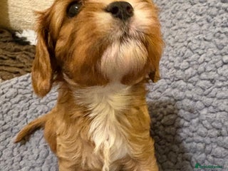 Cavalier King Charles Spaniel dogs Health Tested, beautiful KC Cavalier Puppies. - Advert 2