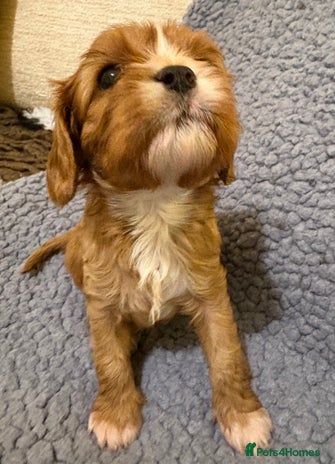 Cavalier King Charles Spaniel dogs Health Tested, beautiful KC Cavalier Puppies. - Advert 3