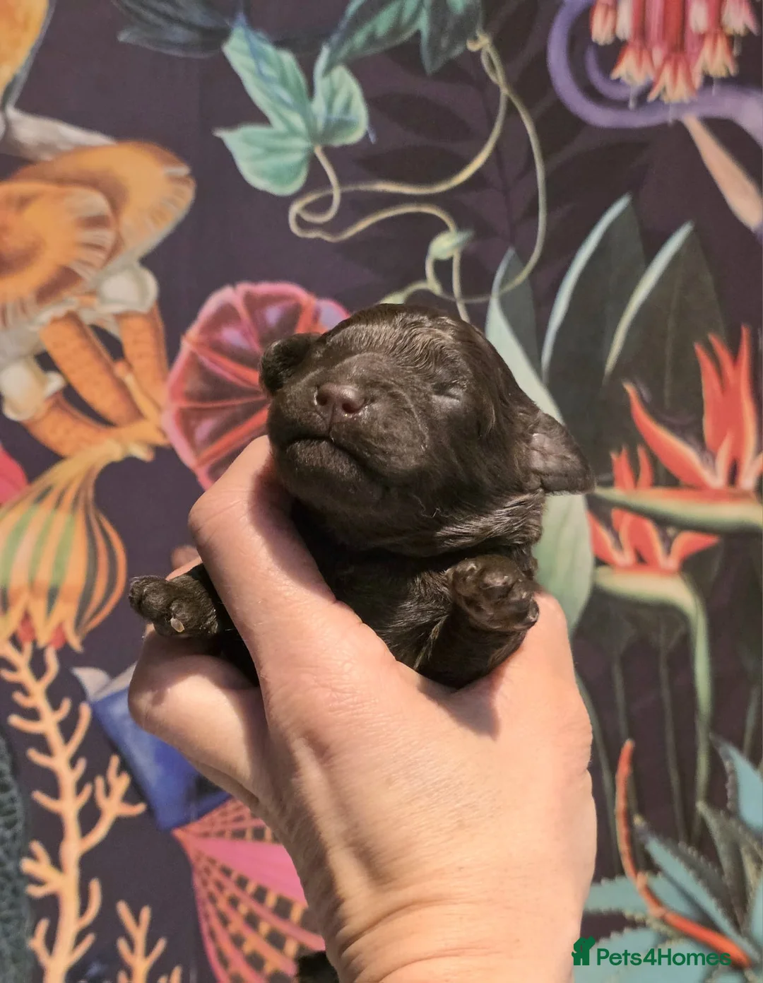 Cavapoo dogs for sale: Cavapoo - Advert 1