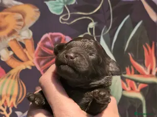 Cavapoo dogs Cavapoo - Advert 16