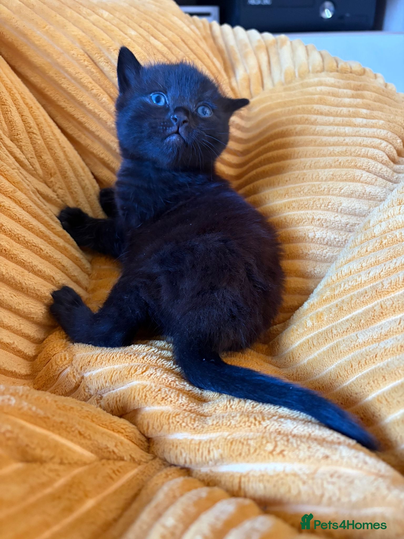 Scottish Fold cats for sale: Half Scottish fold kittens  in Bilston - Advert 17