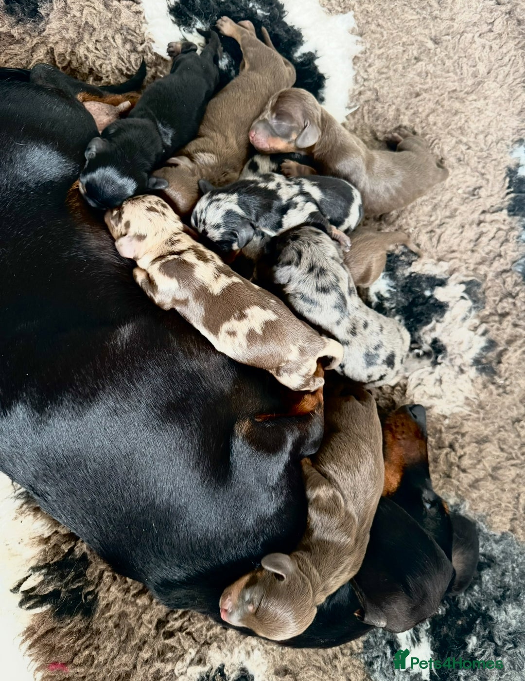 Miniature Dachshund dogs for stud: Very small mini Kc reg Health tested proven boy  in Accrington - Advert 9