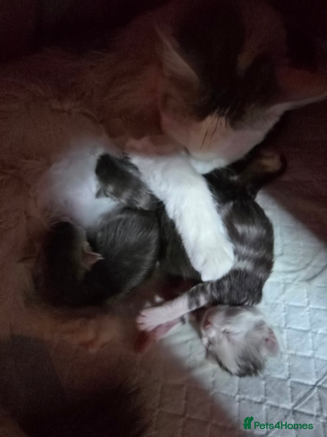 Maine Coon cats for sale: Pure Maine Coon kittens / blue eyed  - Image 2
