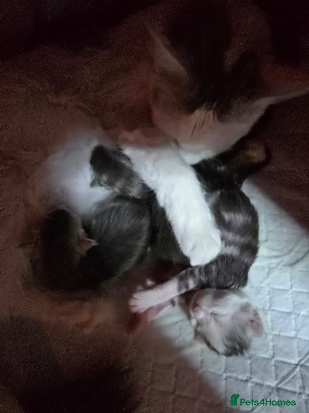 Maine Coon cats for sale: Pure Maine Coon kittens / blue eyed  - Advert 3