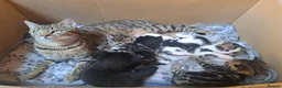 Mixed Breed cats for sale: Beautiful Kittens For Sale in Nantwich - Advert 1