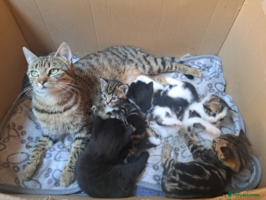 Mixed Breed cats for sale: Beautiful Kittens For Sale in Nantwich - Advert 1