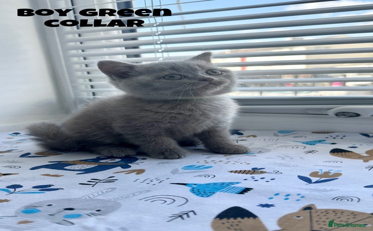 British Shorthair cats - Advert 1