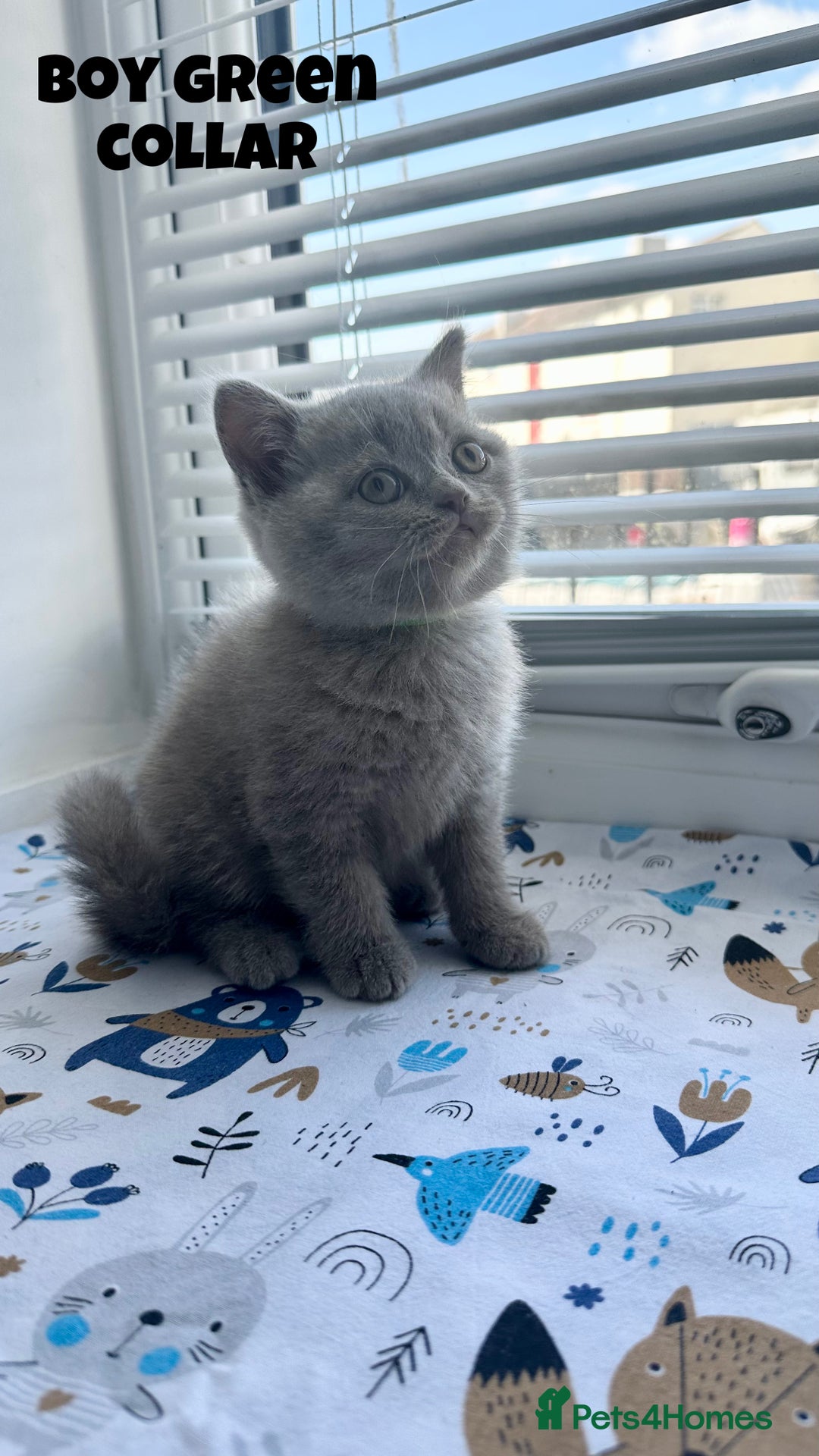British Shorthair cats for sale: British Shorthair kittens - Image 1