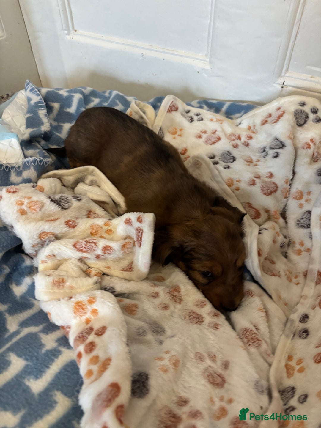 Dachshund dogs for sale: 2 American Red Long Haired Dachshund Puppies - Image 6