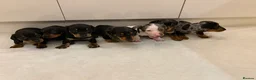Miniature Dachshund dogs for sale: Dachshund Puppys 8 available  - Advert 17
