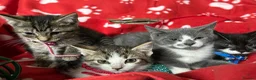 British Shorthair cats for sale: Beautiful Kittens for sale - Advert 1