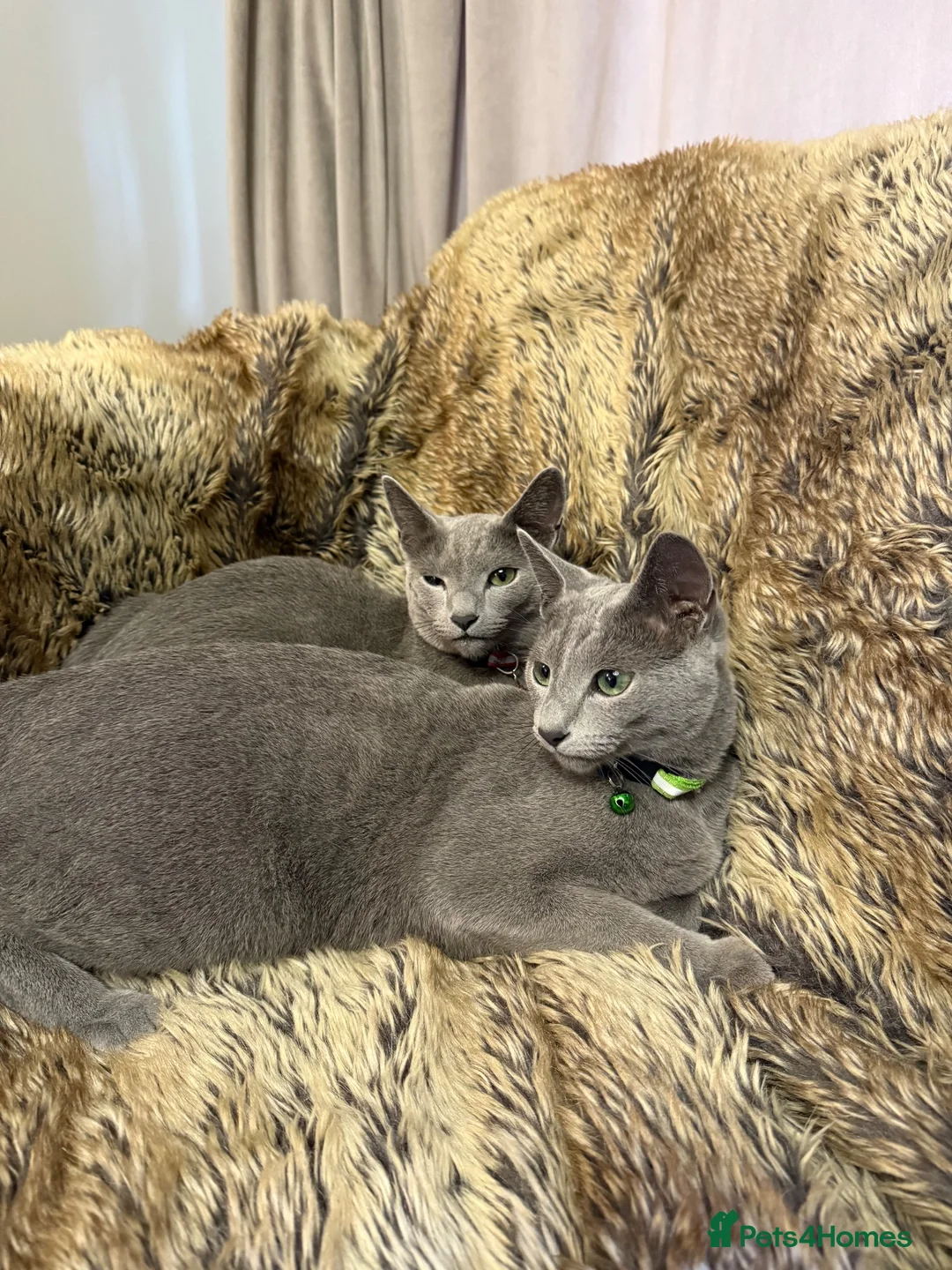 Russian Blue cats for sale: Bonded Pair of 1-Year-Old Male Russian Blue Cats - Advert 2