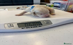 Clumber Spaniel dogs for sale: KC Clumber Spaniels  - Image 2