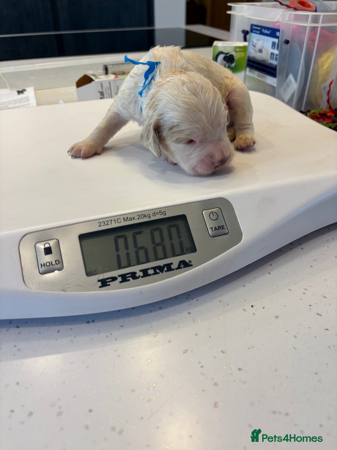Clumber Spaniel dogs for sale: KC Clumber Spaniels  - Image 2