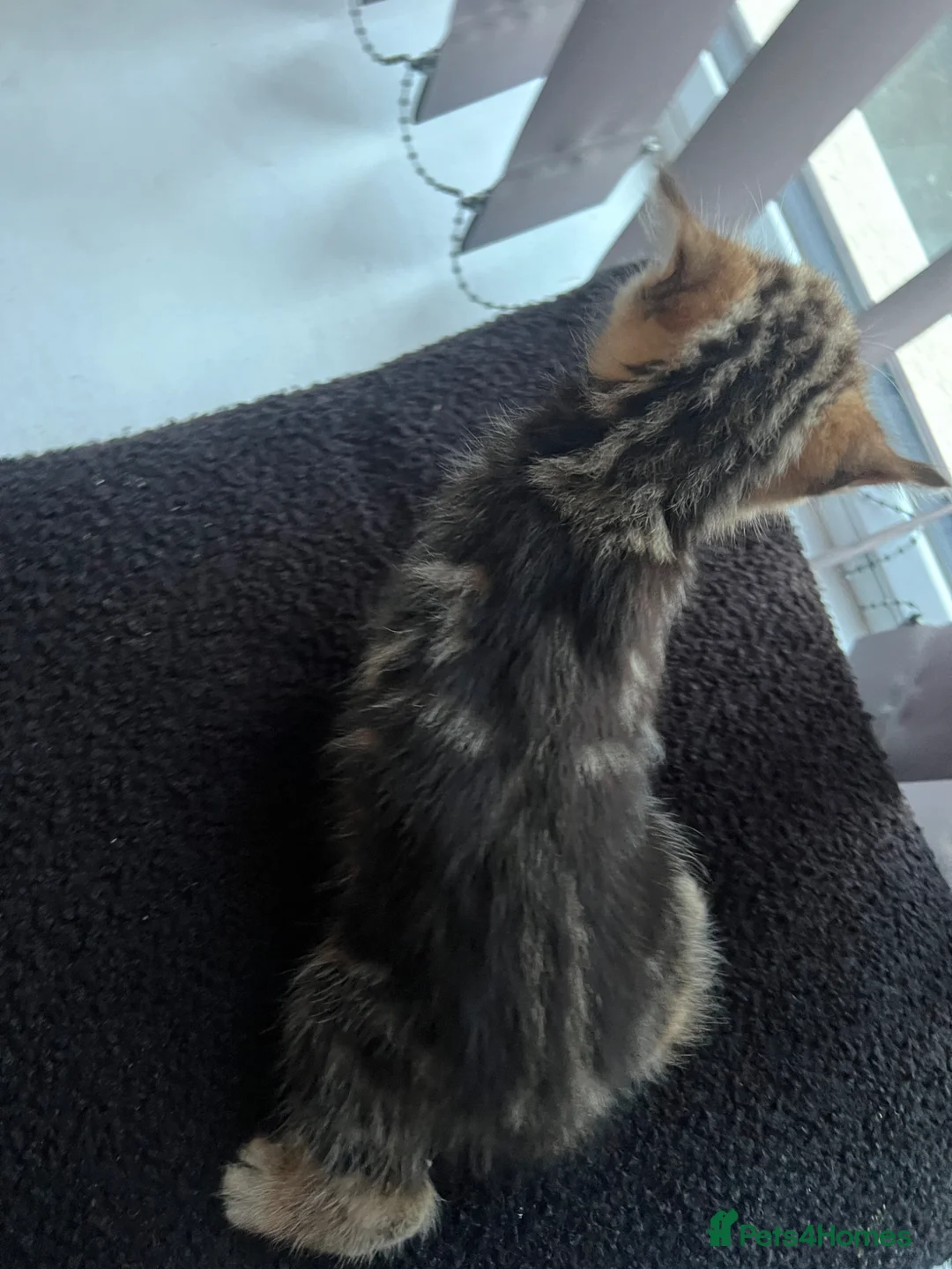 Mixed Breed cats for sale: 🫶🏻❤️6 Beautiful Kittens❤️🫶🏻 - Advert 2