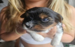 Yorkshire Terrier dogs for sale: 5 szczeniąt York terrier (Biewer) - Image 10