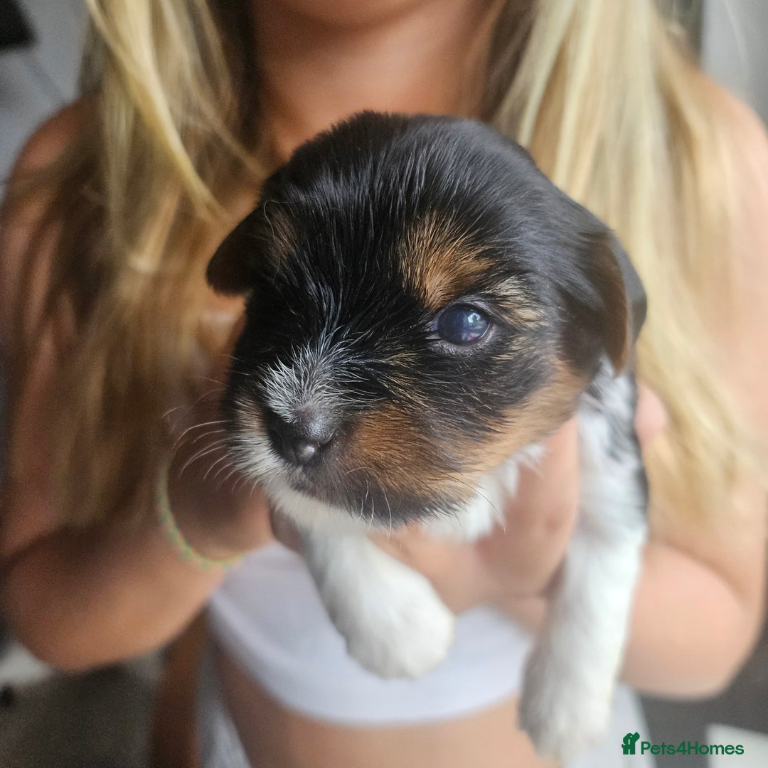 Yorkshire Terrier dogs for sale: 5 szczeniąt York terrier (Biewer) - Image 10