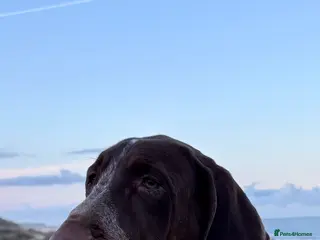 Bracco Italiano dogs 9 month chestnut boy available - Advert 13