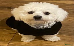 Mixed Breed dogs for sale: Toby  - Image 4
