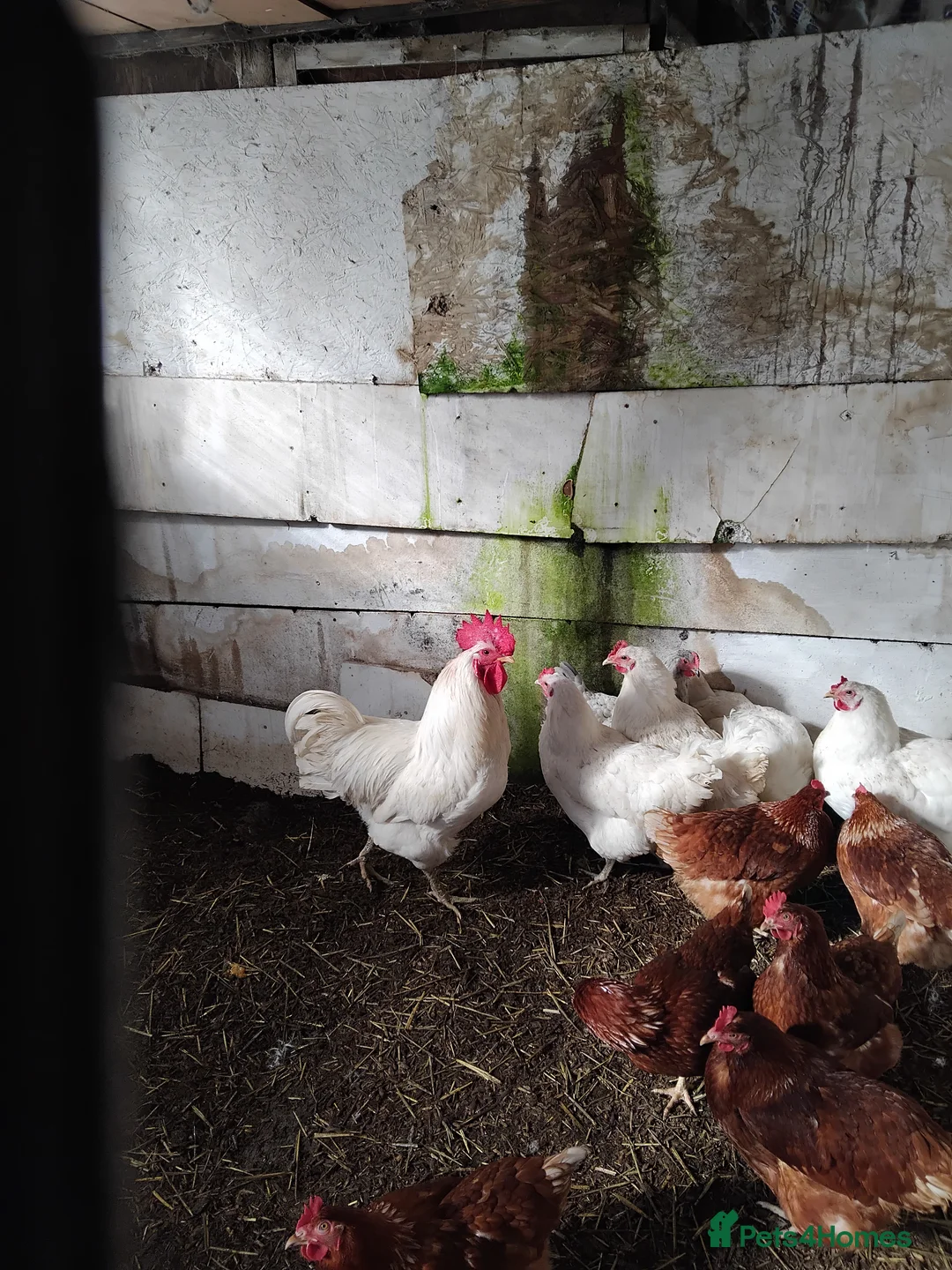 Chickens poultry for sale: Laying hens - Advert 4