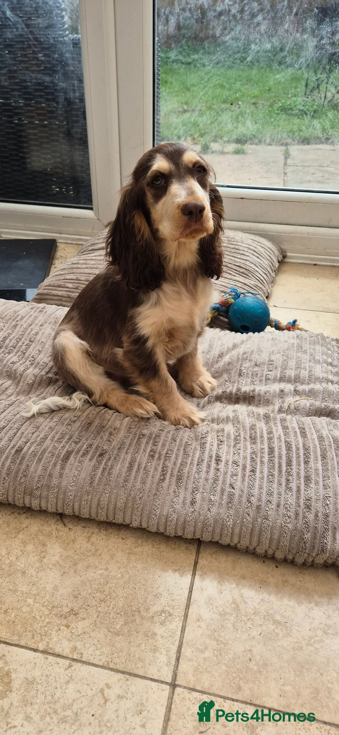 Cocker Spaniel dogs for sale: Show Cocker Chocolate Sable Roan GIRL 8m - Advert 2