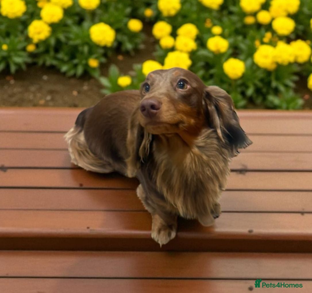 Miniature Dachshund dogs  STUD ONLY miniature dachshund   - Advert 22
