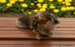 Miniature Dachshund dogs for stud:  STUD ONLY miniature dachshund   - Image 1