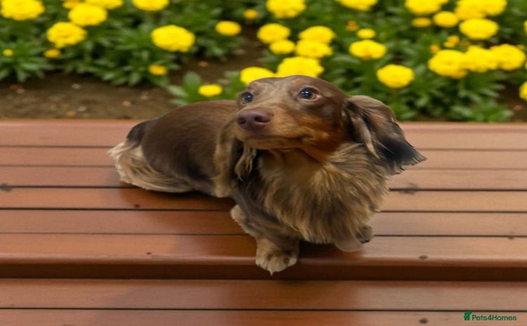 Miniature Dachshund dogs - Advert 14