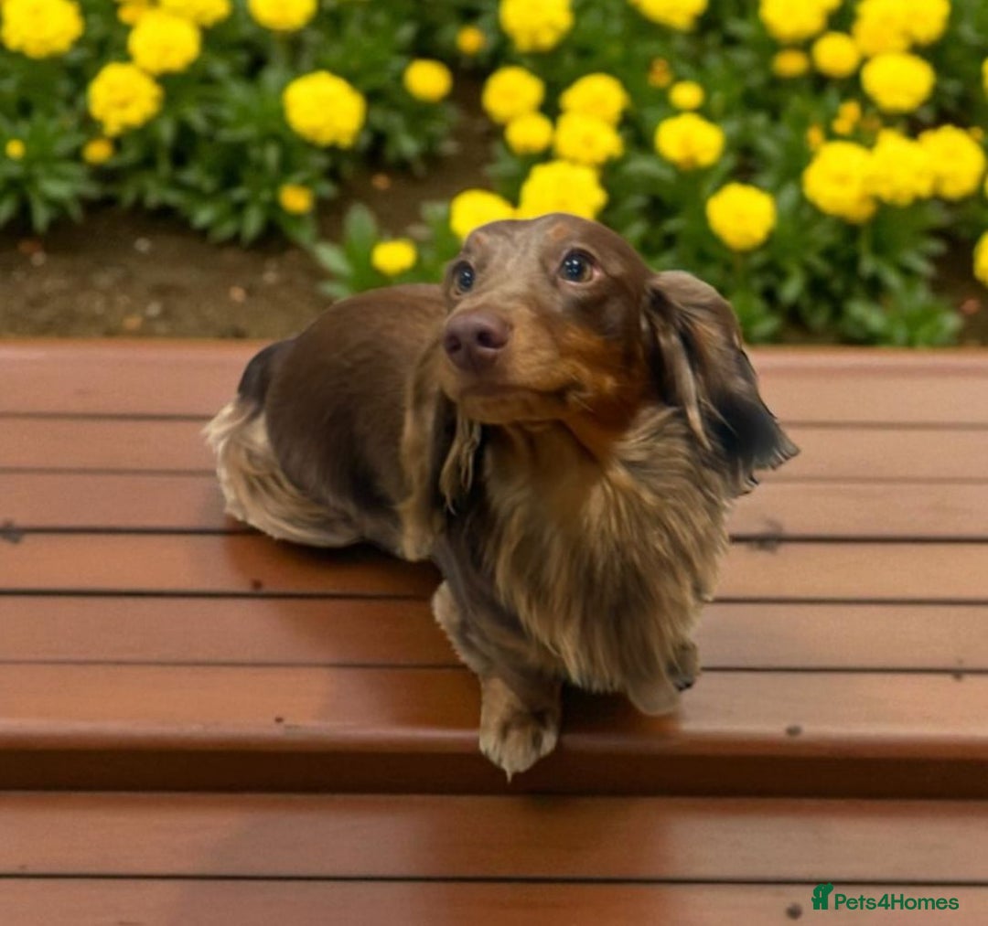 Miniature Dachshund dogs for stud:  STUD ONLY miniature dachshund   - Image 1