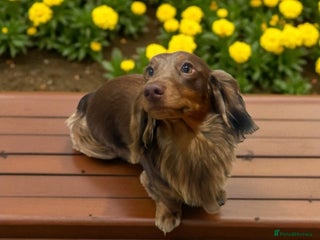 Miniature Dachshund dogs - Advert 10