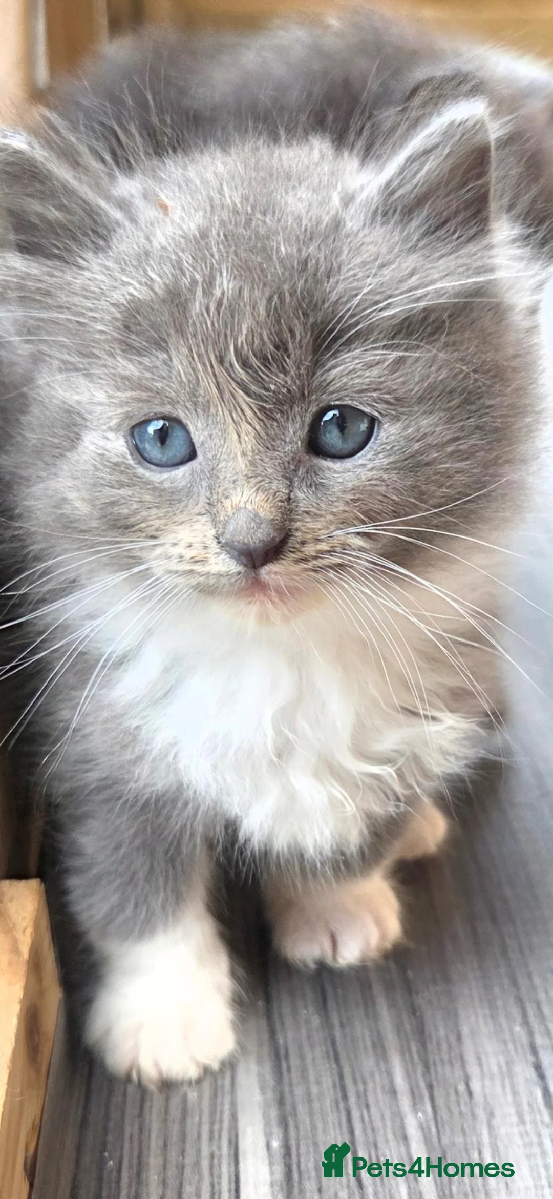 Mixed Breed cats for sale: Ragdoll x - Advert 2