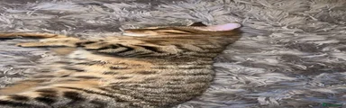 British Shorthair 1