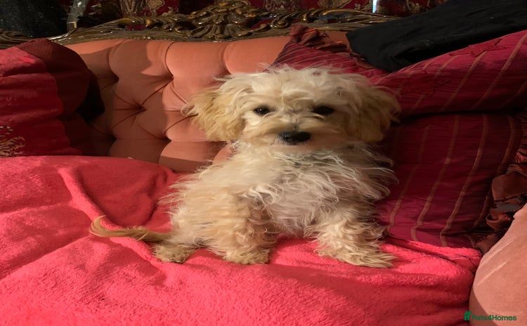 Chipoo dogs - Advert 1