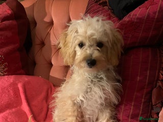 Chipoo dogs - Advert 2