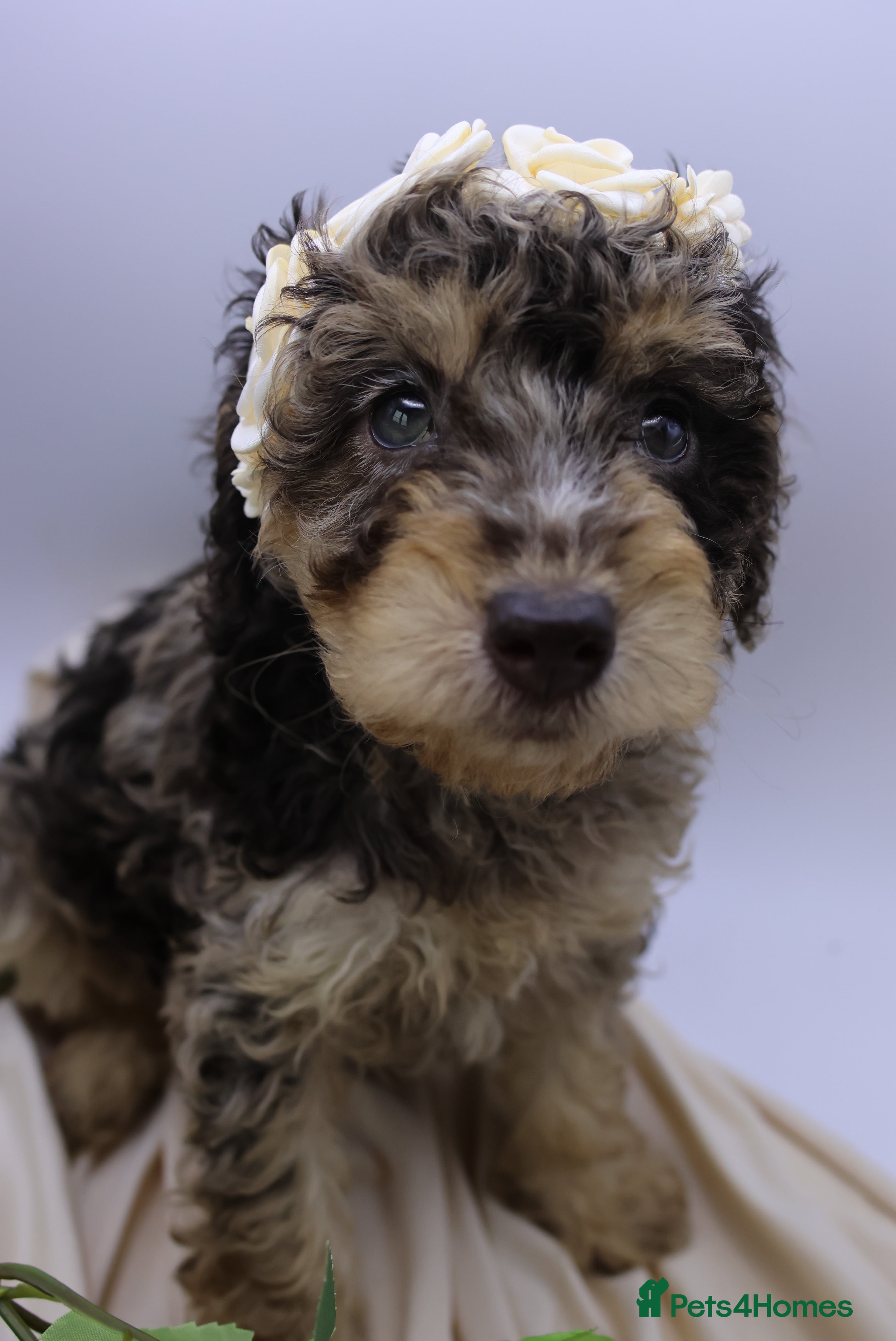 Cockapoo dogs Cute Miniature Cockapoo Babies READY NOW REDUCED - Advert 3